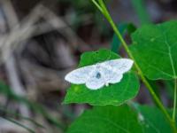 Gelblichweißer Kleinspanner